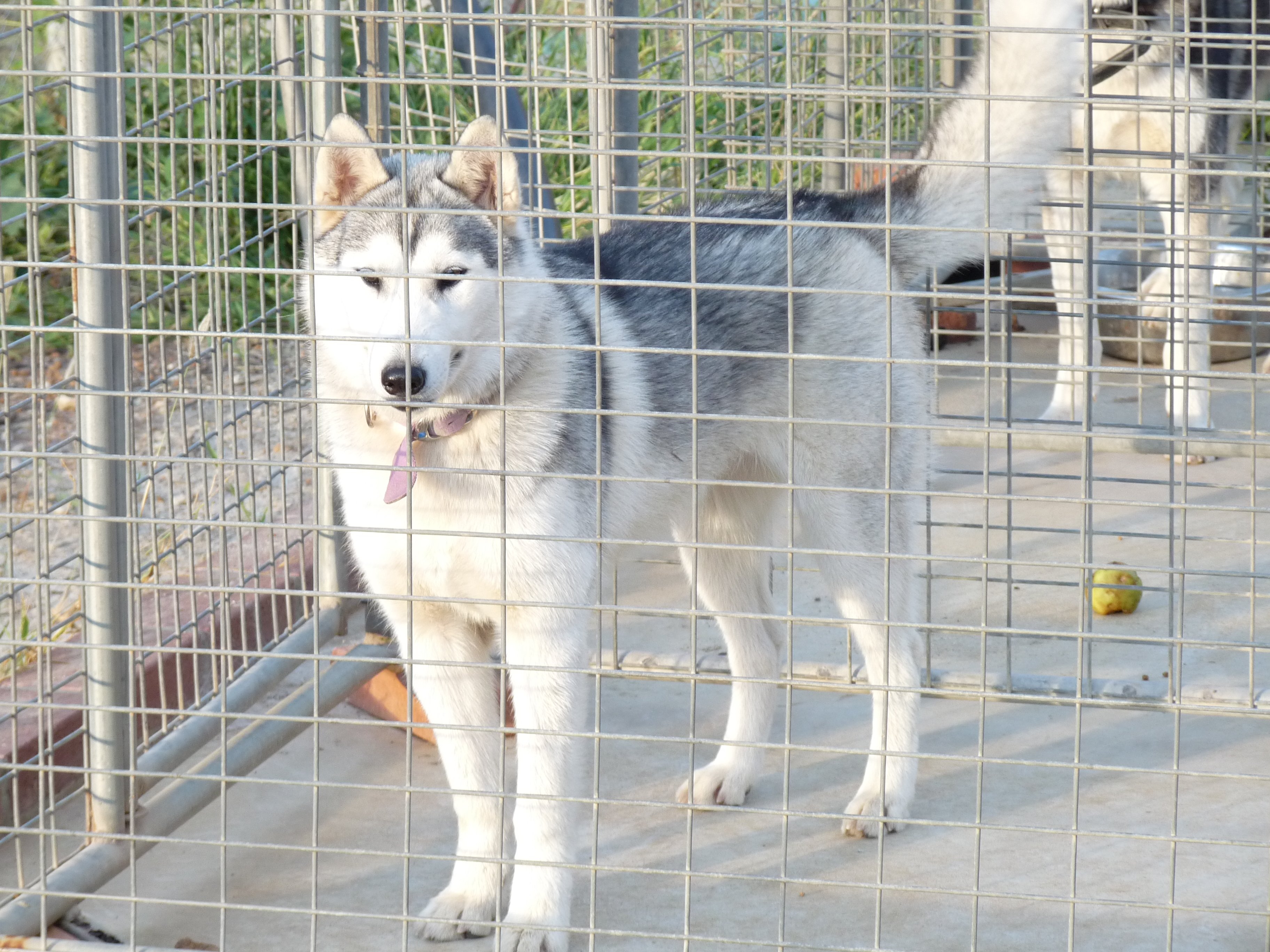 Husky Rescue WA - Adopt or Foster a Husky Today!